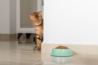 Bengal cat peeks around the corner, looks at a bowl of food, against the background of the room. 