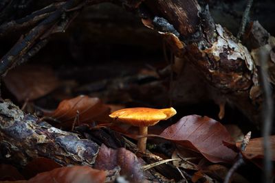 Close-up of mushroom growing on field