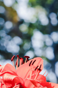 Close-up of red flowers