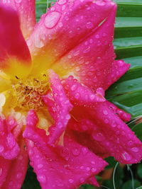 Close-up of water drops on pink flower