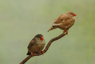 Close-up of birds perching on branch