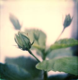 Close-up of insect on plant
