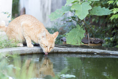 Cat drinking water from pond