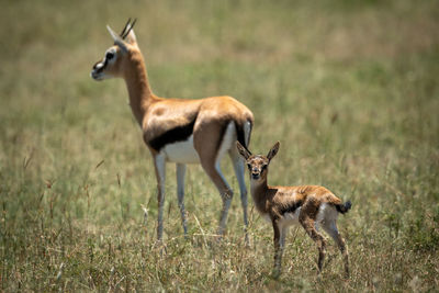 Mother and baby thomson gazelle in grass