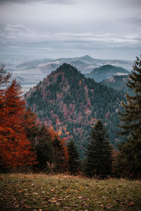 Scenic view of pine trees against sky during autumn