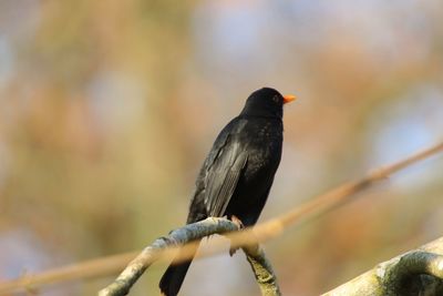 Close-up of bird perching on a branch