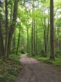 Footpath passing through forest