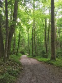 Footpath passing through forest