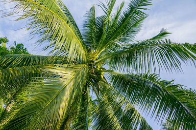 A palm tree and sky with clouds in the background