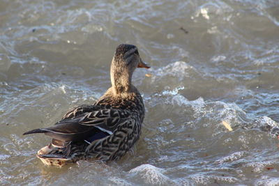 Duck swimming in sea