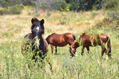 Horses in a field