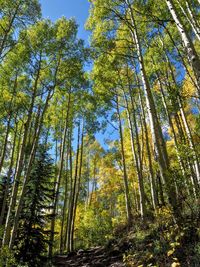 Low angle view of pine trees in forest