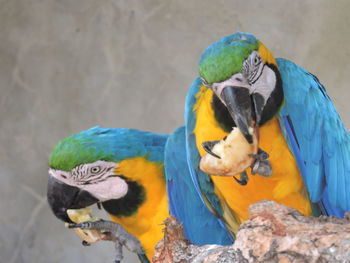 Close-up of a parrot