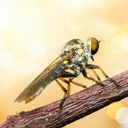 Close-up of insect perching on wood