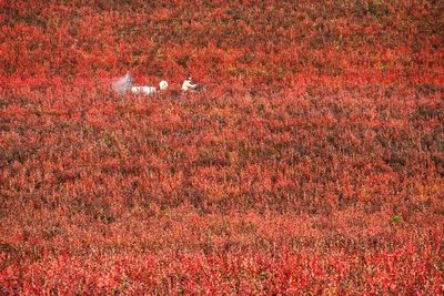 View of bird on field during autumn