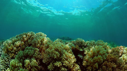 Low angle view of coral in sea