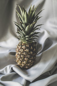 Close-up of plant growing in bed