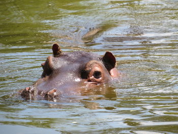 hippopotamus