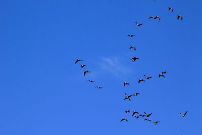 Low angle view of birds flying against clear blue sky