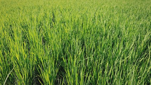 Full frame shot of wheat field