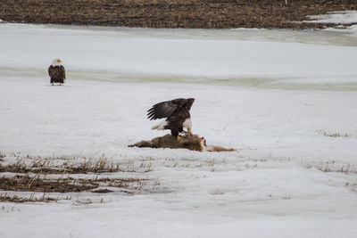 Bald eagle feeding on a dead deer.