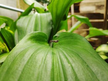 Close-up of insect on leaf