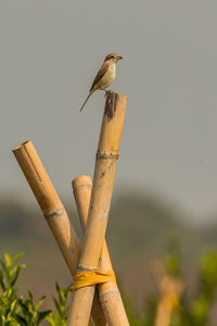 Low angle view of bird perching on wooden post