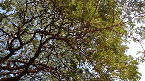 Low angle view of trees against sky