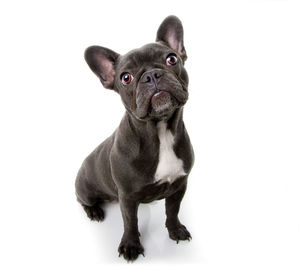 Portrait of a dog over white background