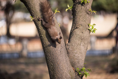 Squirrel on the tree