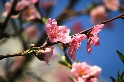 Close-up of cherry blossoms in spring