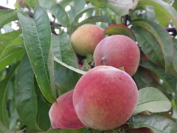 Close-up of fruits on tree
