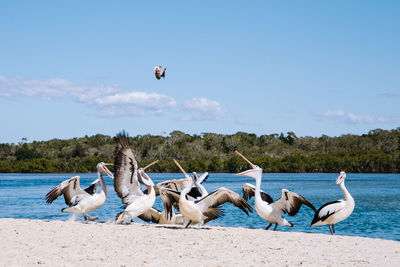 Pelican at beach against blue sky