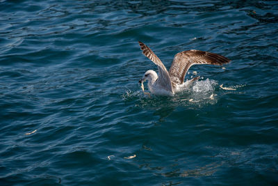 High angle view of bird flying over sea