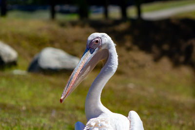 Close-up of a swan