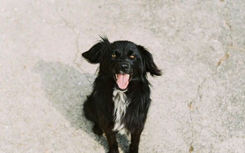 High angle portrait of black dog
