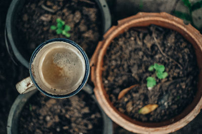 High angle view of coffee and potted plant