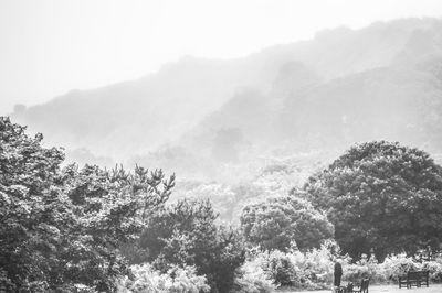 Trees in forest against sky