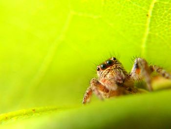 Close-up of spider