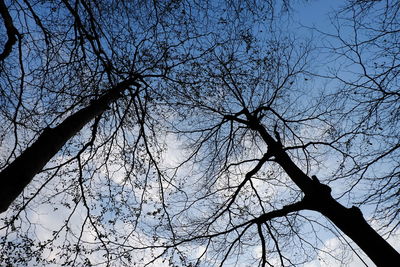 Low angle view of silhouette bare tree against clear sky
