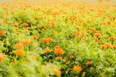 Full frame shot of white flowers blooming in field