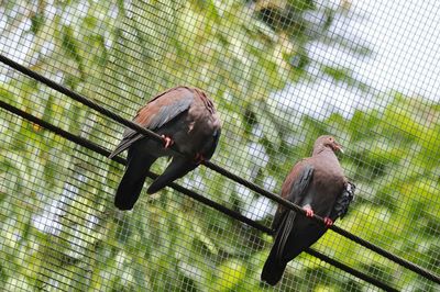 Low angle view of pigeons perching in cage