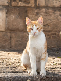 Portrait of cat sitting outdoors