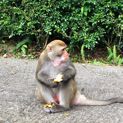 Monkey eating food on plant