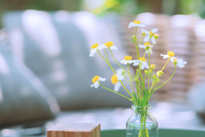 Close-up of white flowering plant in vase