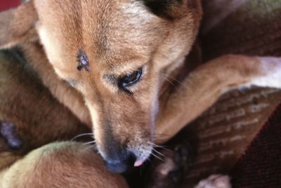 Close-up of dog relaxing