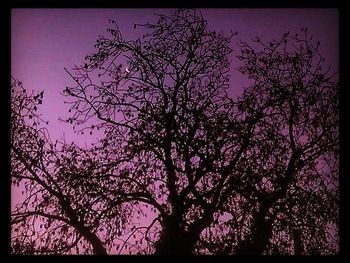 Low angle view of silhouette tree against sky at night