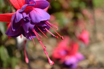 Close-up of purple flowering plant