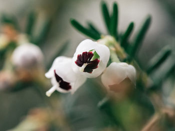 Close-up of white buds