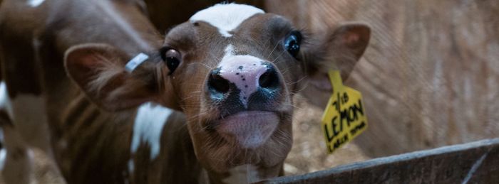 Close-up portrait of cow